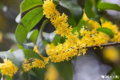 <b>落于长江边的湖北最大平易近营钢企</b>